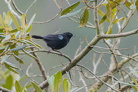 Glossy Flowerpiercer