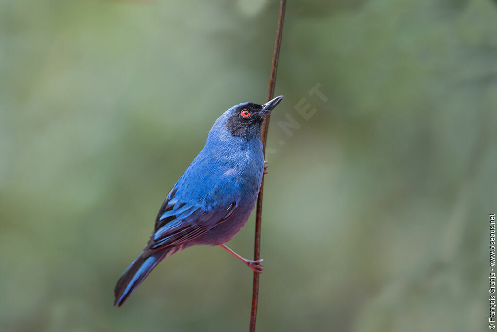 Masked Flowerpiercer