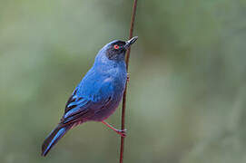 Masked Flowerpiercer