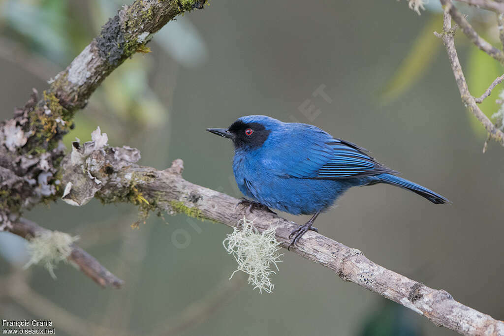 Masked Flowerpierceradult, identification