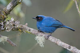 Masked Flowerpiercer