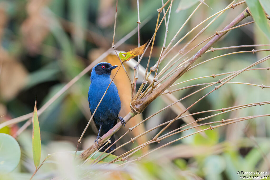 Masked Flowerpiercer