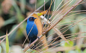 Masked Flowerpiercer