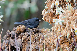 Black Flowerpiercer