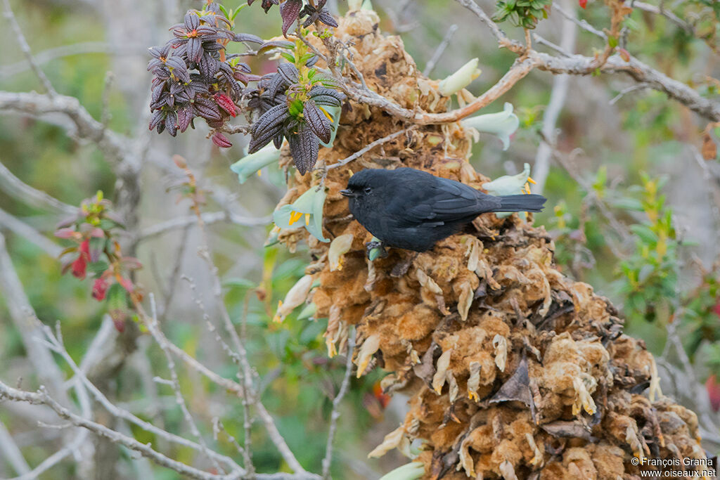 Black Flowerpiercer