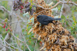 Black Flowerpiercer