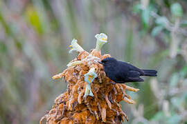 Black Flowerpiercer