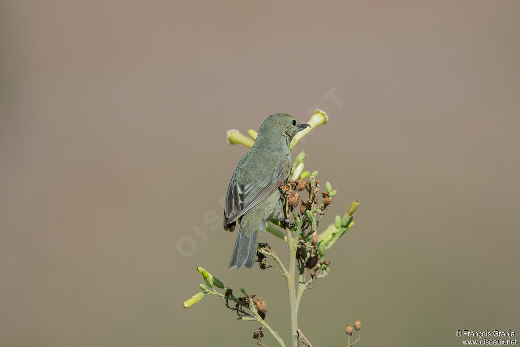 Rusty Flowerpiercer female adult