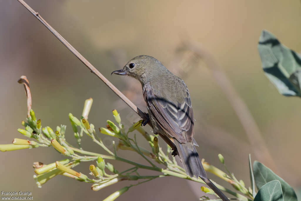 Rusty Flowerpiercer female adult