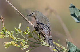 Rusty Flowerpiercer