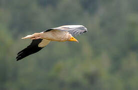 Egyptian Vulture