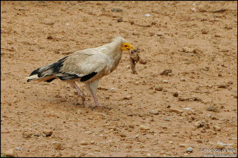 Egyptian Vultureadult