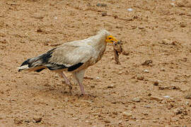 Egyptian Vulture