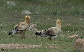 Egyptian Vulture