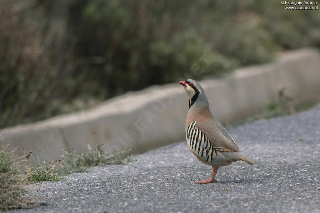 Chukar Partridge