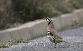 Chukar Partridge