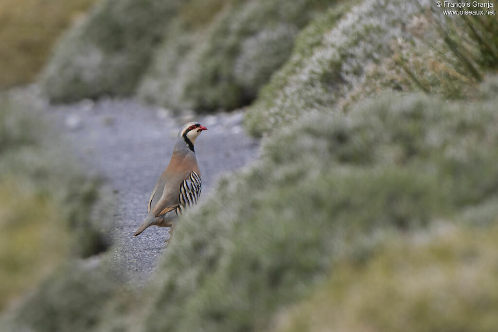 Chukar Partridge