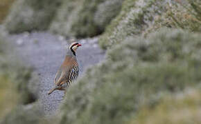 Chukar Partridge