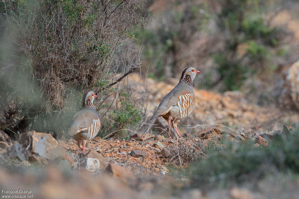 Perdrix gambraadulte nuptial, habitat, pigmentation