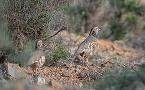 Barbary Partridge