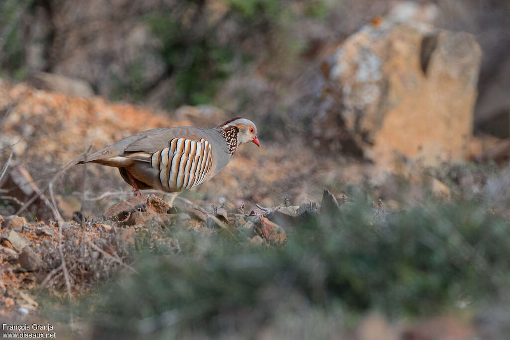 Barbary Partridge