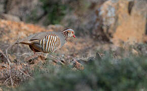 Barbary Partridge