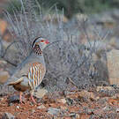 Perdrix gambra