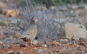 Barbary Partridge