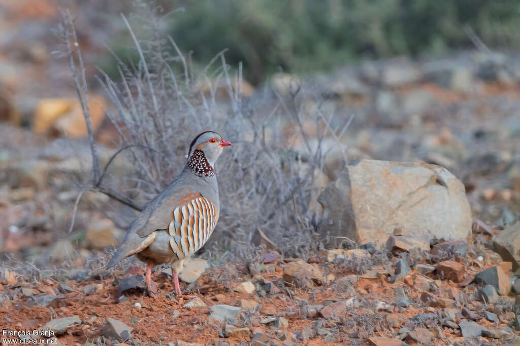 Barbary Partridgeadult, identification, camouflage, pigmentation