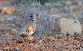 Barbary Partridge