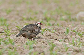 Red-legged Partridge