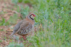 Red-legged Partridge