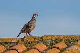 Red-legged Partridge