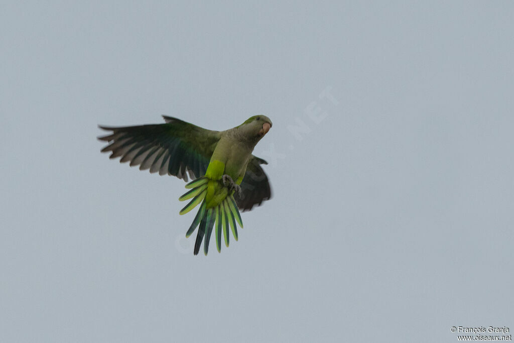 Monk Parakeet