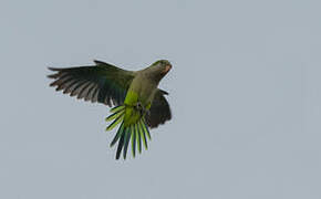 Monk Parakeet