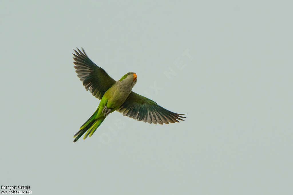 Monk Parakeetadult, Flight