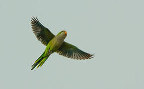 Monk Parakeet