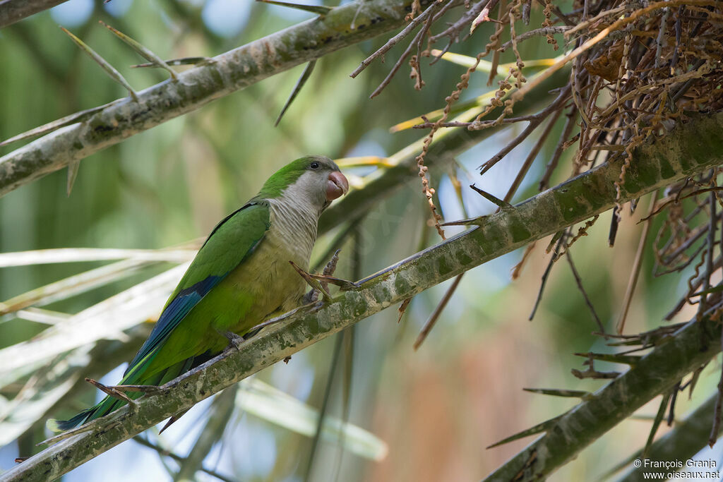 Monk Parakeet