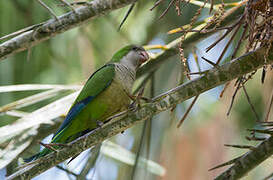 Monk Parakeet