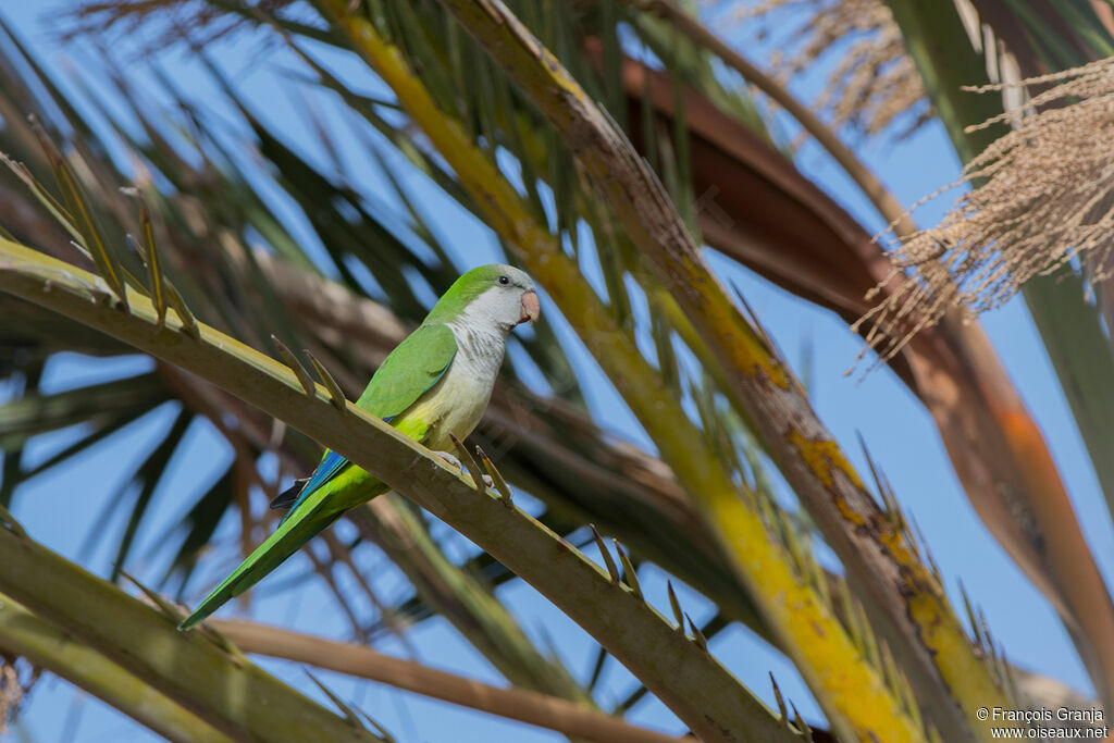 Monk Parakeet