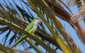 Monk Parakeet