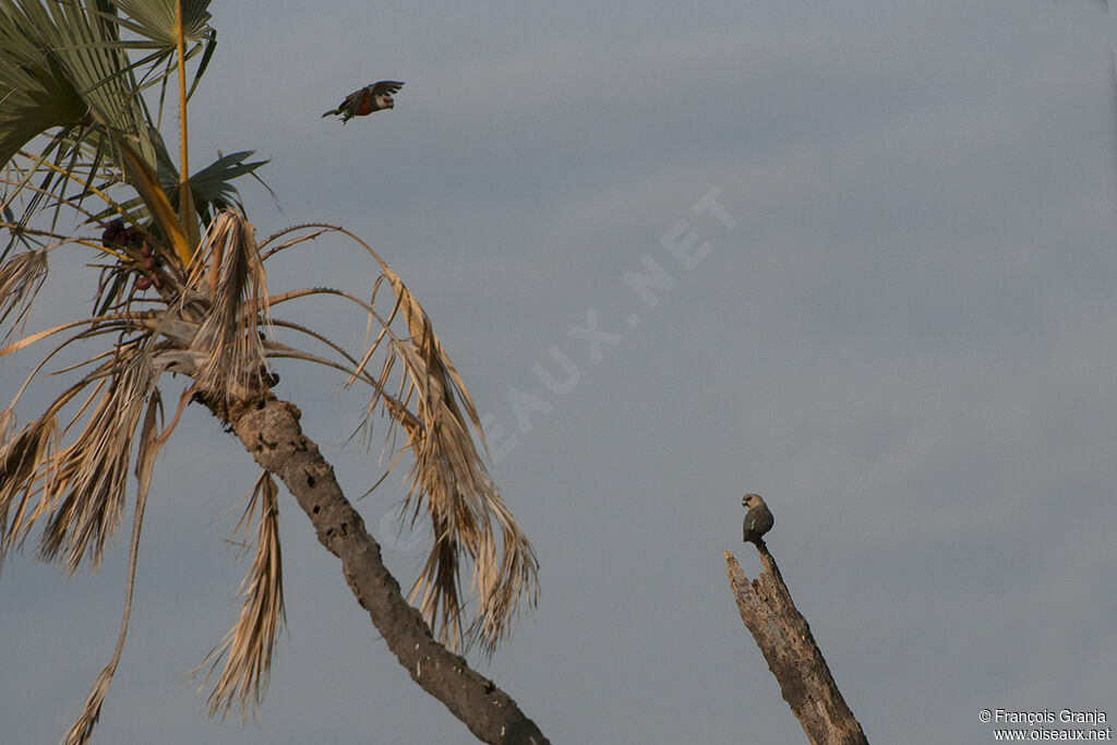 Red-bellied Parrotadult