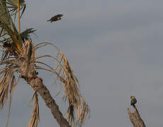 Red-bellied Parrot