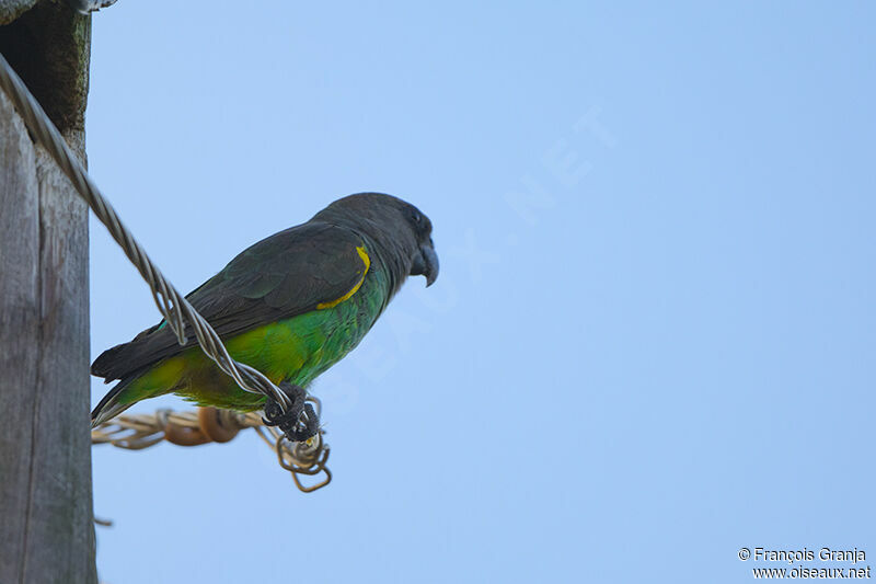 Meyer's Parrotadult