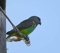 Meyer's Parrot