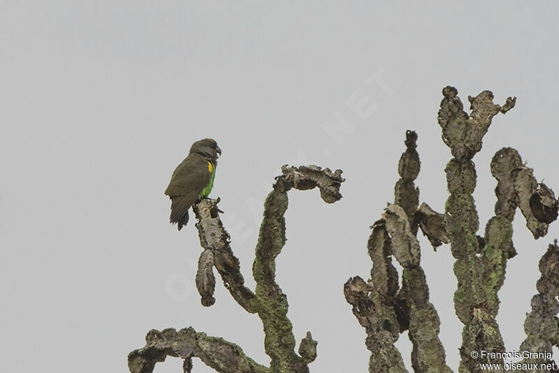 Meyer's Parrotadult