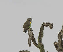 Meyer's Parrot