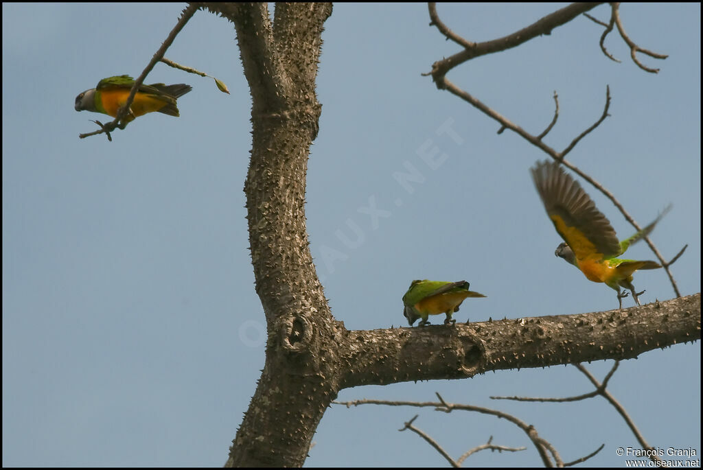 Senegal Parrot