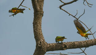 Senegal Parrot