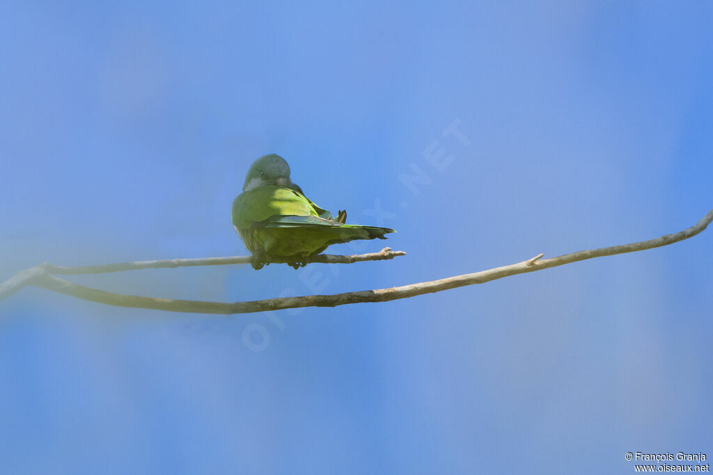 Rose-ringed Parakeet